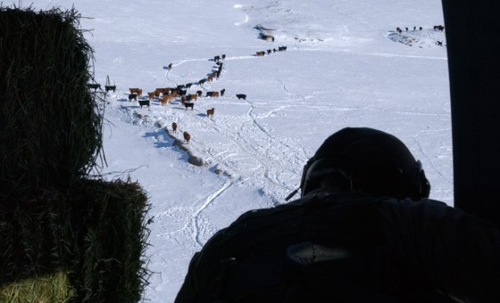 This photo from the Colorado National Guard shows a crew chief preparing to drop hay from a UH-1 helicopter to stranded cattle near Lamar, Colo., on Tuesday.