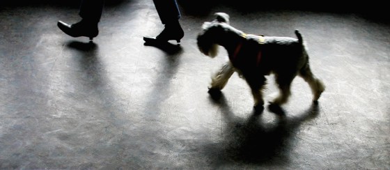 First Pet Restaurant Opens In Beijing