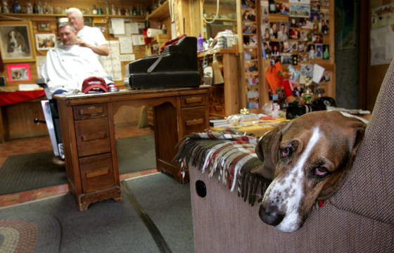 The doggie barber shop cheap