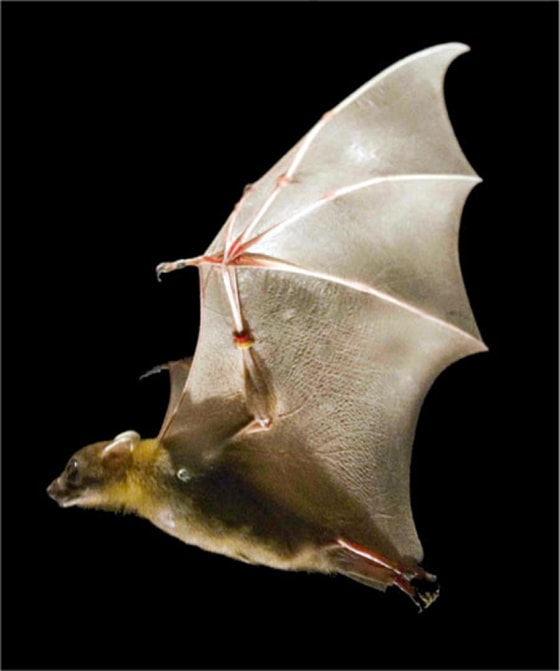 Flexible, highly articulated wings give bats more options for flight than birds: more lift, less drag, greater maneuverability.