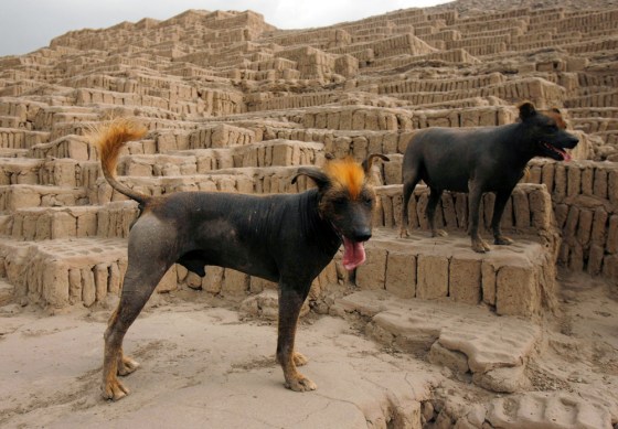 Peruvian Hairless dogs stand at the Huaca Pucllana archeological site in Lima
