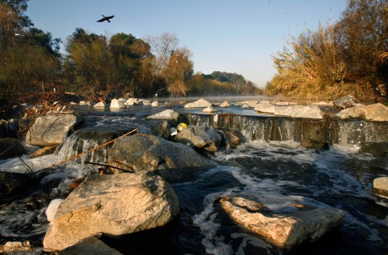 A Canada goose flies over part of the Los Angeles River near Encino. While most of the 51-mile river is lined in concrete some 11 miles are still natural.