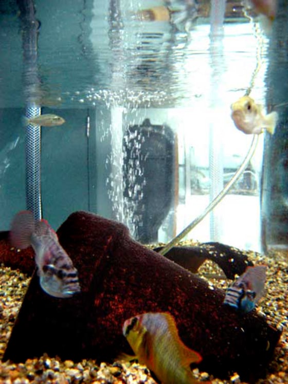 A male cichlid eavesdrops on two other fish fighting. New research shows that the fish have the reasoning capacity of a 4- to -5-yaer-old child when it comes to figuring out which of its peers is "top dog."