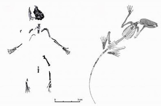 Composite (left) and reconstructed (right) skeletons of D. szalayi, the oldest known ancestor of primates. 