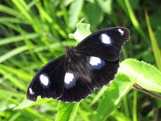 The common eggfly, Hypolimnas bolina, is often infected with a male-killing germ known as Wolbachia.