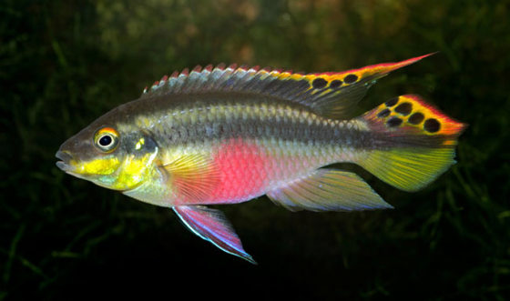 Scientists say the African cichlid Pelvicachromis taeniatus, a small monogamous fish that lives in the rivers and creeks of Cameroon and Nigeria, tend to favor inbreeding. 