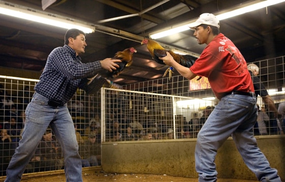 Jorge Prieto, from Big Spring, Texas, left, and Roy Morales, from Lubbock, Texas, flush their cockfighting roosters before a cockfight Feb. 2 at Tommy's Game Fowl Farm in Hobbs, N.M. After years of efforts by animal-rights activists and others, momentum is growing to ban cockfighting in New Mexico.