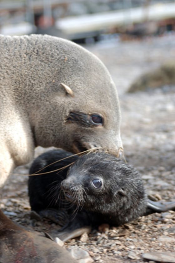 Female Antarctic fur seal with her pup. 