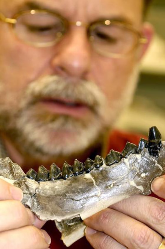 University of Florida paleontologist Bruce MacFadden shows a fossilized jaw from a horse-like animal called an oreodont. MacFadden is part of a team that is the first to use fossil teeth and bones to provide evidence of dramatic climate change 33.5 million years ago. 