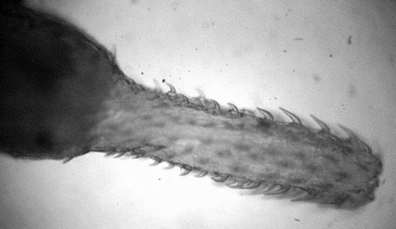 Parasitic worm Pomphorhynchus laevis uses barbs to hook onto shrimp-like hosts.