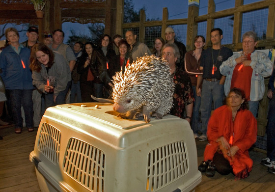 Adult visitors to the Lowry Park Zoo learn about the sex lives of animals. A a male porcupine, for example, has only one four-hour window a year to mate — very carefully, of course.