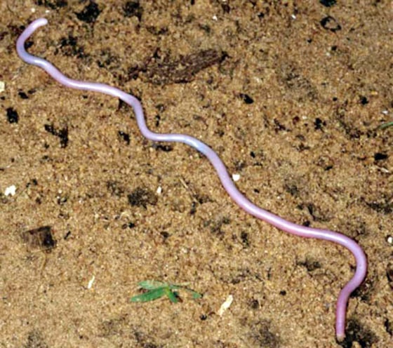 Blind snake rediscovered after 100 years