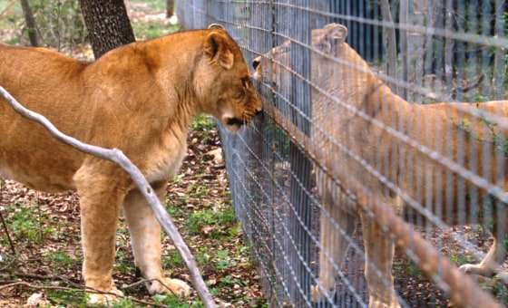South Africa's new laws protect lions from being hunted until two years after they are released into the wild and have developed survival instincts.