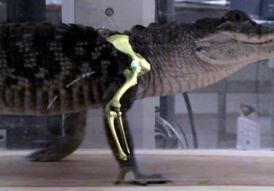 Brown University researchers created movies of an alligator on a treadmill as part of research into how flight evolved for birds.