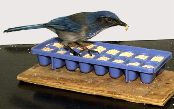 An experiment suggests western scrub jays ‘have a sophisticated concept of past, present and future, and factor this into their planning,’ said Nicola Clayton of the University of Cambridge.