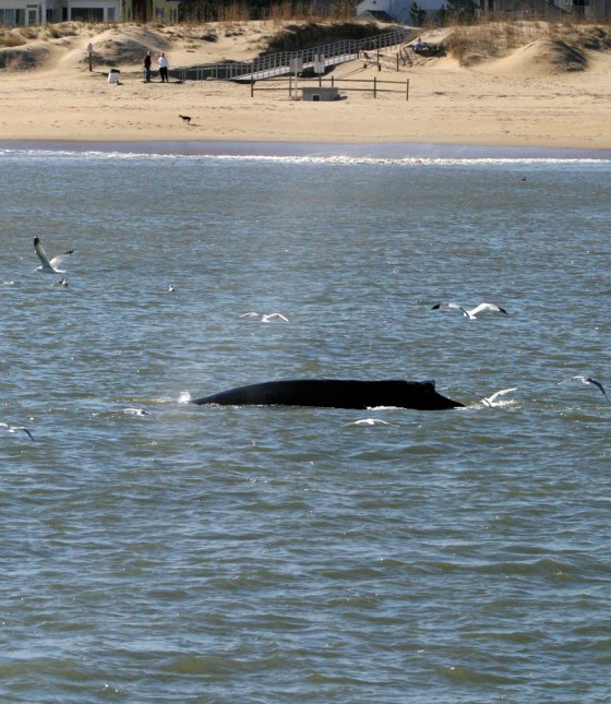 A juvenile humpback whale surfaces off the coast of Virginia Beach. Whales are a regular sight for viewers on Virginia Aquarium & Marine Science Center's winter whale watching expeditions.