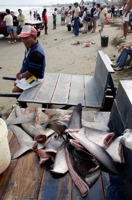 A fisherman sits near shark fins at a beach in Manta, Ecuador