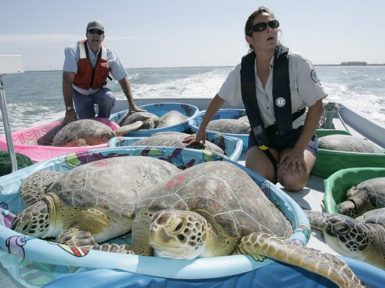 Wildlife officials Mike Ray and Melinda Dunks help transport green sea turtles to a release site in the lower Laguna Madre bay near Port Isabel, Texas, on Wednesday.
