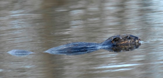 Undated handout photo shows a beaver in the Bronx River