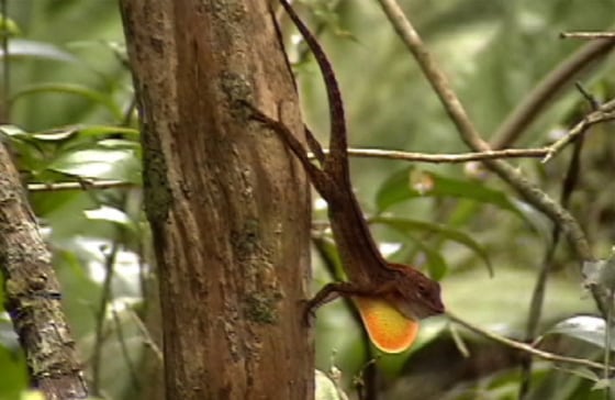 Anole lizards in the Caribbean National Forest in Puerto Rico can spot a rival lizard up to 80 feet away.