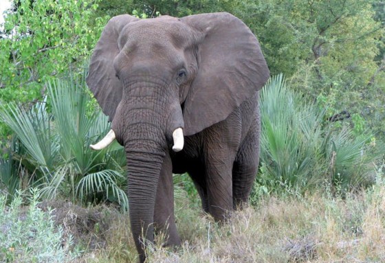 Elephants, like this one in South Africa, remain under threat after an effort to stop illegal hunting has all but fallen apart.
