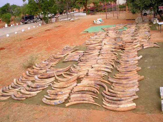 Tusks from the second-largest contraband ivory recovery in history are laid out on the ground in Singapore after they were seized in 2002.