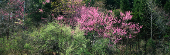 Redbuds and Dogwoods in the Spring