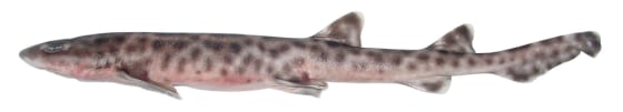 Bali catshark
