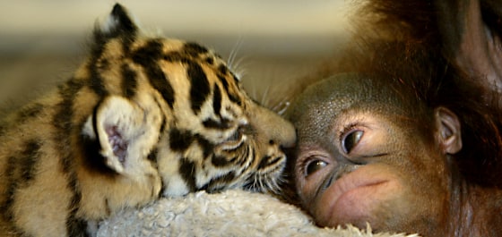 Dema, a Sumatran tiger, licks Nia, a baby orangutan, in a nursery room at the Taman Safari zoo Wednesday in Bogor, Indonesia.