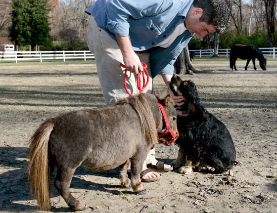 Michael Goessling stops to pet a cocker spaniel while walking Thumbelina, the world's smallest horse, at Goose Creek Farms in St. Louis. 