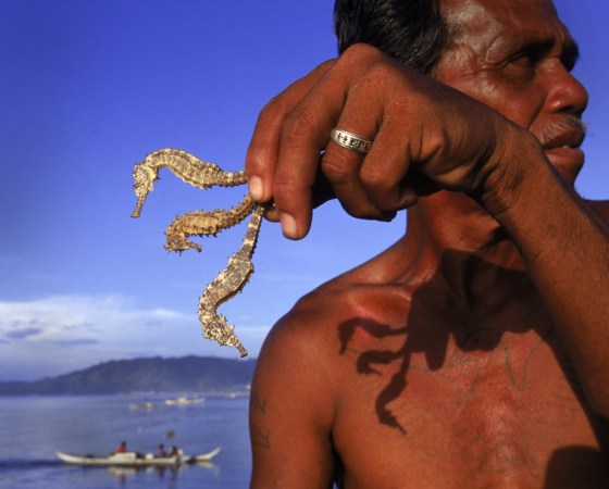 Philippines seahorses