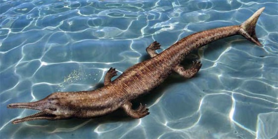 An artist's rendering shows how the fossilized remains of a Jurassic crocodile found in Oregon may have appeared in water.