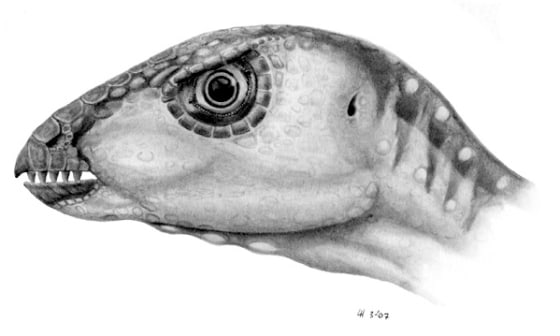 This illustration shows what the head of the Oryctodromeus cubicularis dinosaur migh have looked like. 