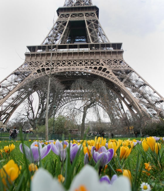 Some crocus flowers bloom near the Eiffel tower in Paris.