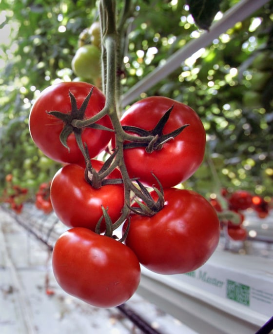 Researchers found that growing tomatoes in 10 percent seawater improved antioxidant levels significantly.