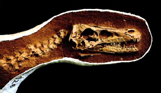 The skull of this dinosaur, Tsaagan mangas, was unearthed in 1993 but only recently identified as a new raptor species.