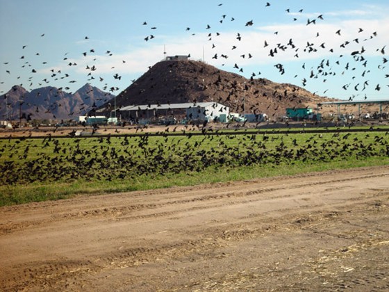 Blackbirds feast not only in sunflower fields but in feedlots like this one. North Dakota lawmakers could pass a law to allow poisoning of the birds in order to protect the state's biggest crop.