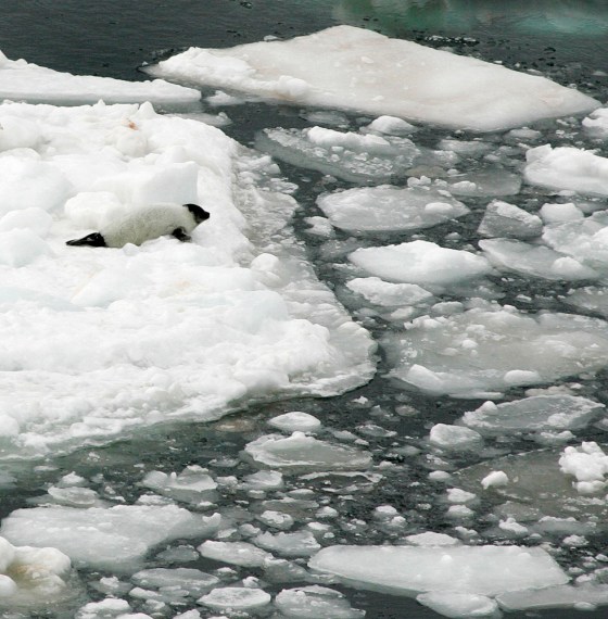 A harp seal pup lies on a melting pan of ice in the Gulf of St. Lawrence