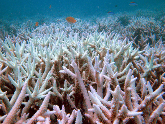 CORAL BLEACHING