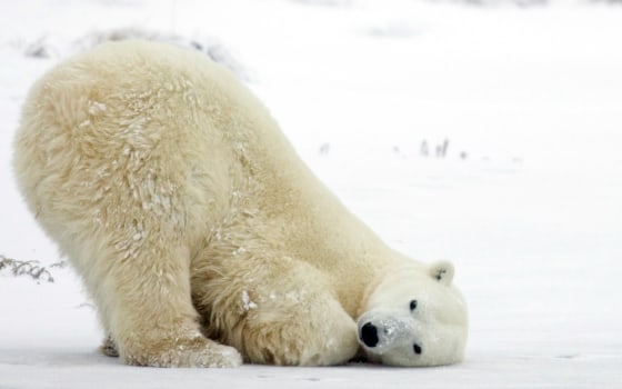 Animal and plant species have begun dying off or changing sooner than predicted because of global warming, a review of hundreds of research studies contends. Biologist Camille Parmesan of the University of Texas said she worries most about cold-adapted species, such as polar bears, which are dropping in numbers and weight in the Arctic.
