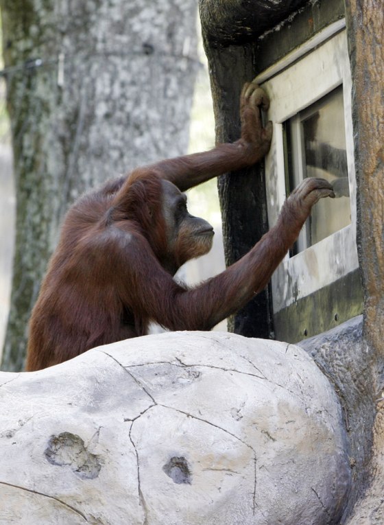 Orangutan Using Computer Orangutans play video games at Zoo Atlanta