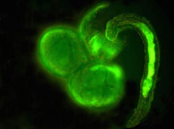 A sterile larva attacking larvae, experimentally labeled with a fluorescent green marker. The marked tissue is smeared over the face of the sterile larva, and can be seen being ingested.
