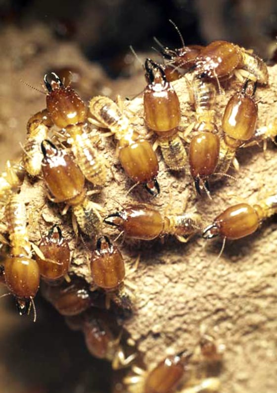 These termites may look like white ants, but new genetic research confirms they are really a social kind of cockroach.