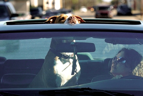 Natural ice-breakers, pets help their humans make new friends, get exercise and notice things they otherwise would miss. With a little planning, road trips and pets can be a great combination.