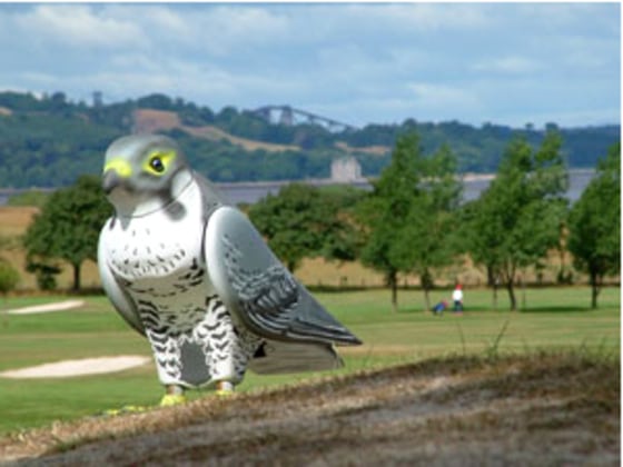 The Robop is designed to look, move and sound like a peregrine falcon, says the company that makes the device, Robop Ltd. of Tranent, Scotland.