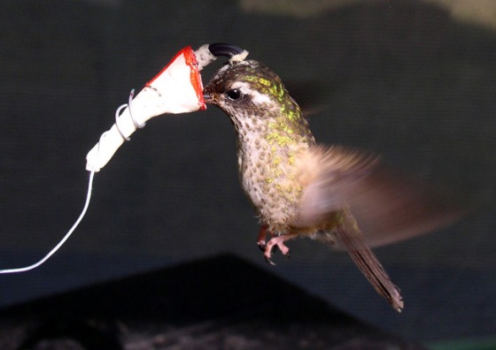 Scientists tested their flower shape-changing theory using hummingbirds and artificial flowers. 