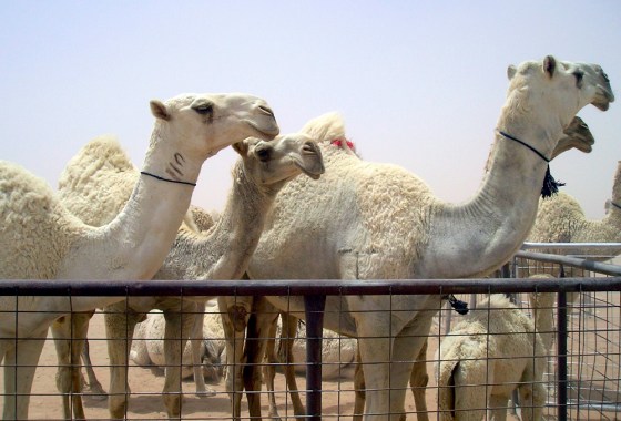 Camels are displayed in the desert region of Guwei'iyya