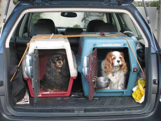 Columnist Kim Campbell Thornton traded in her Mazda Miata for a Subaru Outback that would give Bella and Twyla a smooth ride.