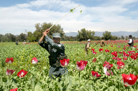 An Afghan police officer destroys opium poppies during an eradication campaign in Nangarhar province, east of Kabul, in April. 