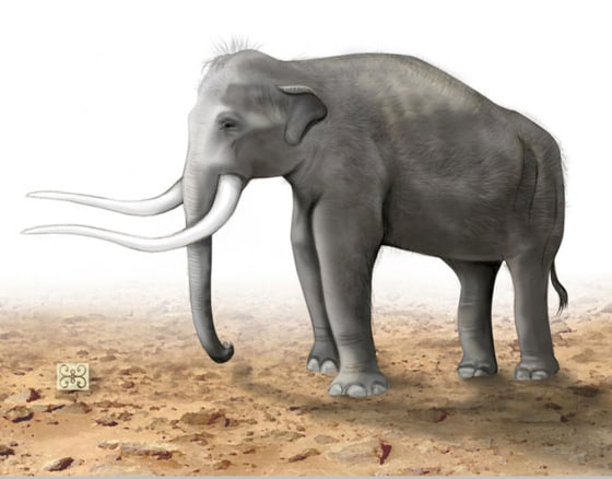 Mastodons are easily confused with elephants and mammoths. All three animals belong to the order Proboscidea, but mastodons were smaller than mammoths and have straight tusks. 